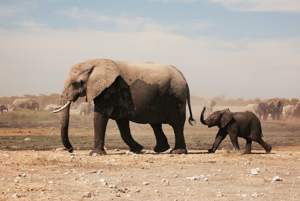 Майка слоница-матриарх и малкото ѝ. Снимка: Tobias Adam, Unsplash