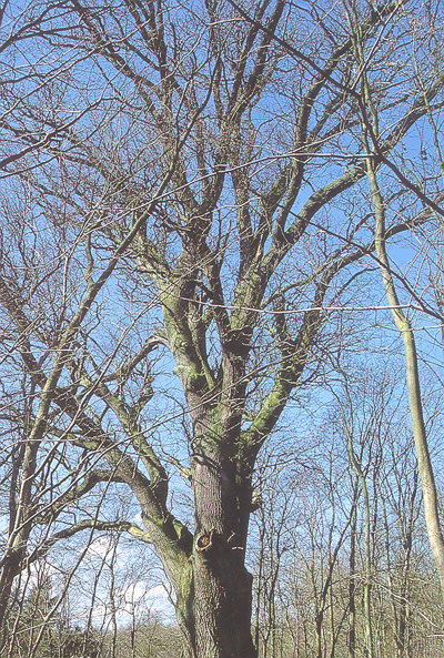 Някои от дърветата все още са много жизнени. Това е с обиколка 8,30 м., диаметър 2,64 и височина 31 м. Снимката е от 2003 г.
