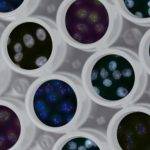 Триизмерен пейзаж на генома. HIPMap (Highthroughput imaging position mapping) точно определя позицията на даден ген в триизмерното (3D) пространство на клетъчното ядро. На тази илюстрация изображенията на гените (червени, зелени и сини петна в ядрата на клетките HeLa) са изкуствено наложени върху изображения на многоядкови плаки. Снимка: National Cancer Institute, Unsplash