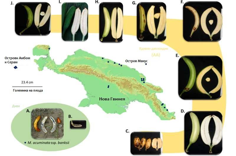 Карта на остров Нова Гвинея и примери за плодове на бананите M. acuminata ssp. banksii. Изображение: Frontiers in Plant Science (2022). DOI: 10.3389/fpls.2022.969220
