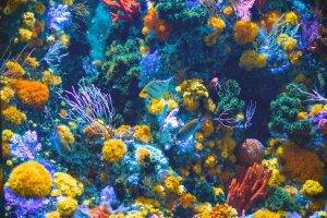 Тази година учените разкриха, че две трети от Големия бариерен риф са с най-високата коралова покривка, наблюдавана от началото на записите през 1985 г.