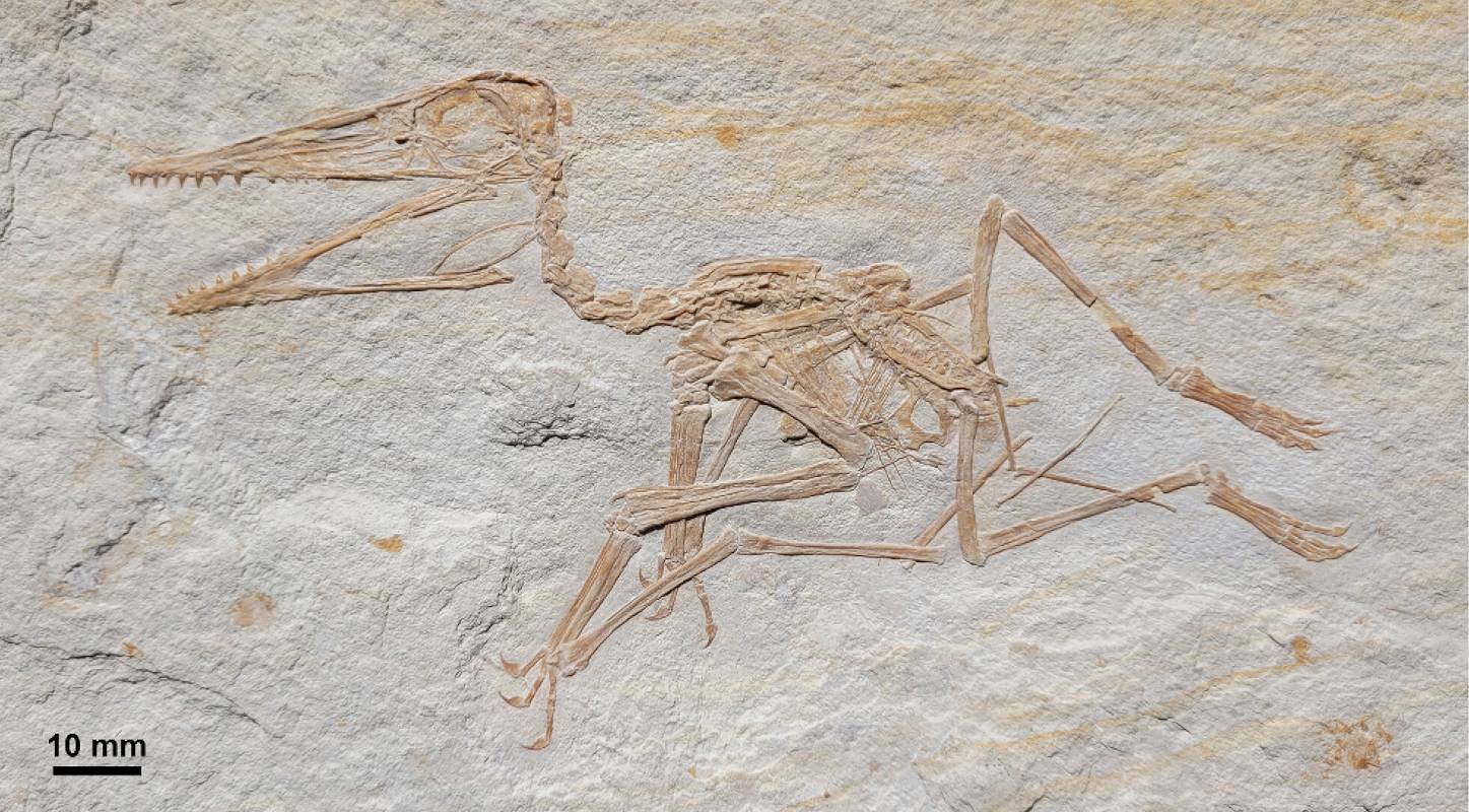 Pterodactylus antiquus, DMA-JP-2014/004, от горноюрската (кимериджка) формация Torleite в Пайтен; обзорна снимка. Кредит: Augustin et al.