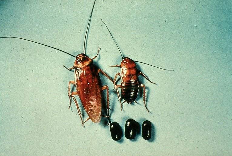 Одобрените за ядливи насекоми хлебарки от рода Blattodea. Източник
