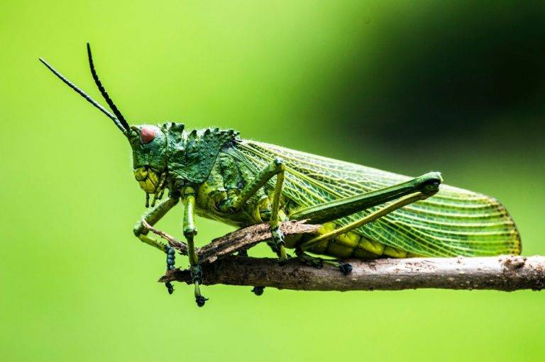 Едно от ядливите насекоми - щурец. Снимка: Elegance Nairobi, Unsplash