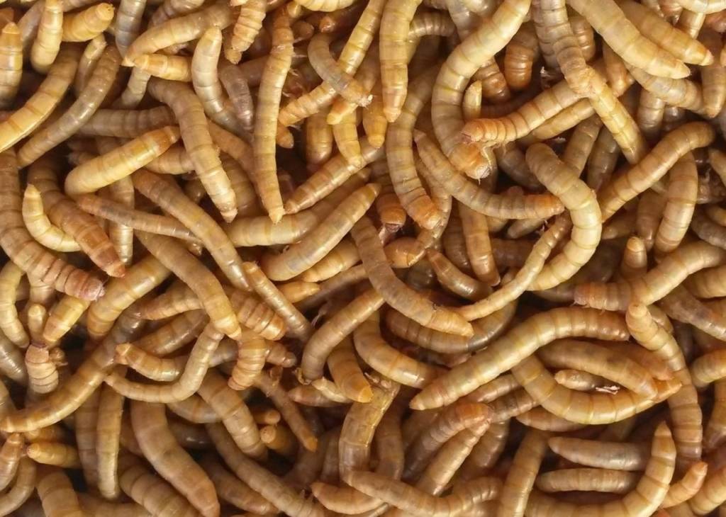 Ядивните насекоми брашнени червеи - Tenebrio molitor. Източник