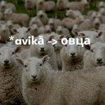 Овцете са сред най-старите доместицирани животни. Затова и думата за тях е изключително стара.
